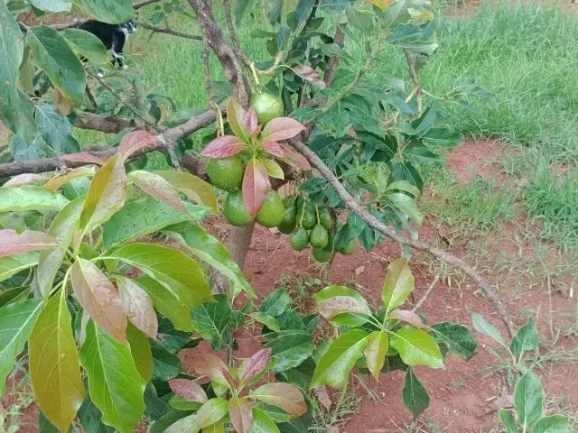 Imagem 14: Vendo Chácara Arapoanga 1.200M²