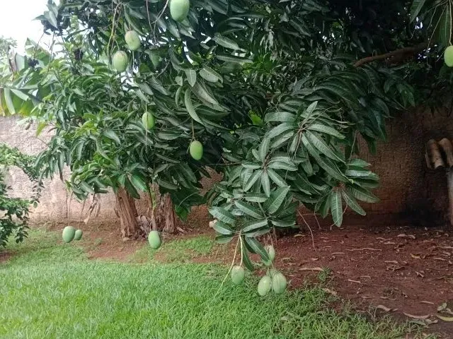 Imagem 9: Vendo Chácara Arapoanga 1.200M²