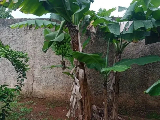Imagem 11: Vendo Chácara Arapoanga 1.200M²