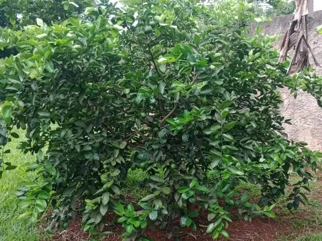 Imagem 8: Vendo Chácara Arapoanga 1.200M²