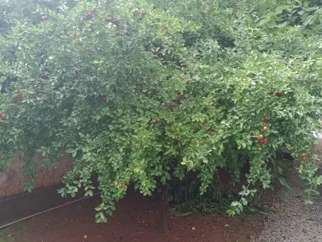 Imagem 12: Vendo Chácara Arapoanga 1.200M²
