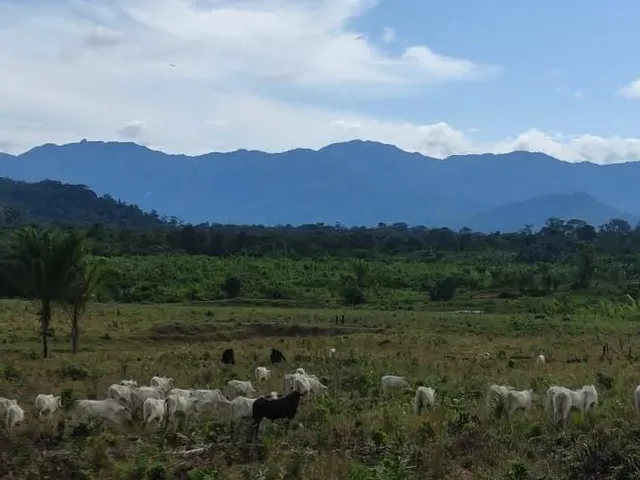 Imagem 6: Fazenda com Título Definitivo e Matrícula