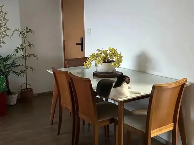 Imagem 6: Alugo Ótimo Apartamento Mobiliado com 3 Quartos no Bairro da Encruzilhada / Recife - Pe