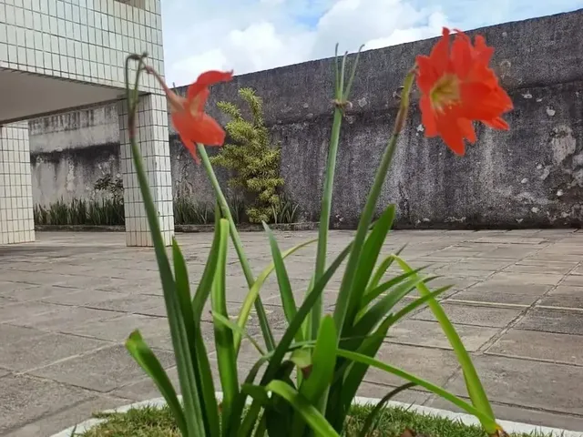 Imagem 12: Alugo Apto Olinda - 3 Quartos.
