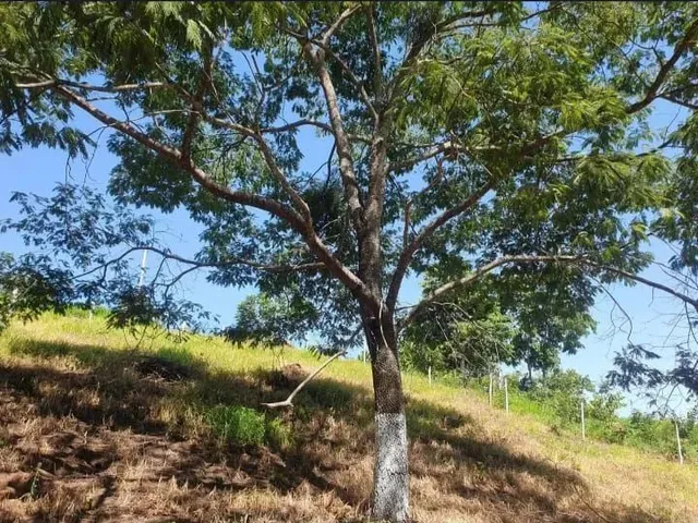 Imagem 10: Chácara Chácara com venda por R$95.000