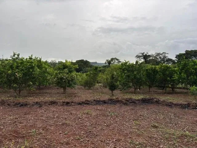 Imagem 4: Chácara 8Km de Anapolis, Formada, Casa,Galinheiro,Tq Peixe,Cercada,5.295M2 Córrego