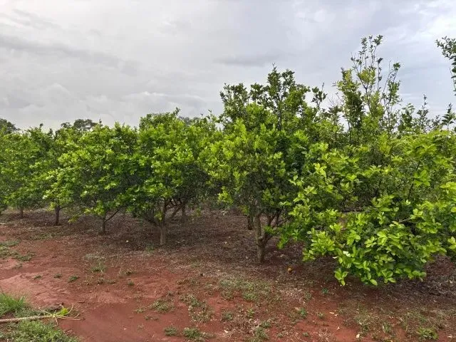 Imagem 16: Chácara 8Km de Anapolis, Formada, Casa,Galinheiro,Tq Peixe,Cercada,5.295M2 Córrego
