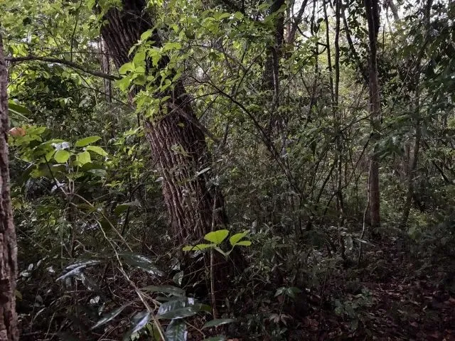 Imagem 10: Chácara 8Km de Anapolis, Formada, Casa,Galinheiro,Tq Peixe,Cercada,5.295M2 Córrego