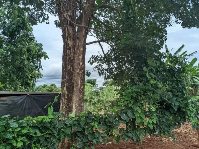 Imagem 4: Vende-Se Uma Chácara