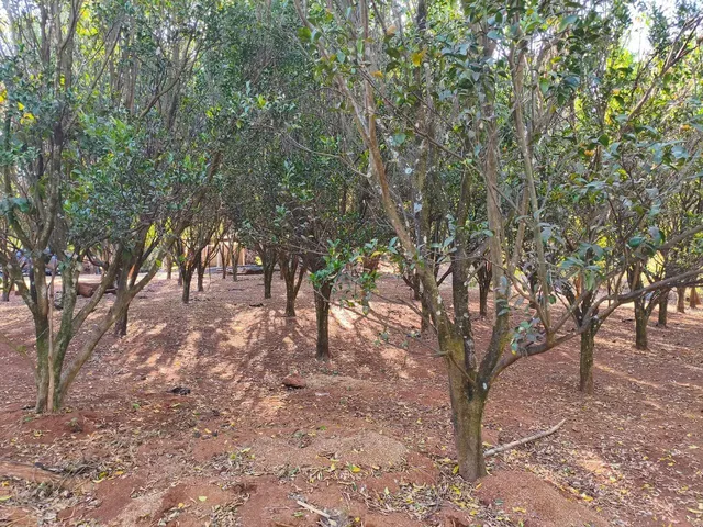 Imagem 11: Chácara em Petrolina de Goias