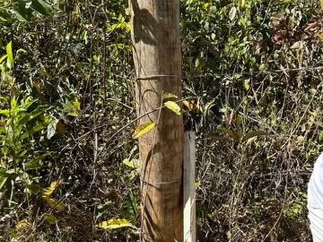 Imagem 3: Chácara em Bonfinópolis. 5Mil M2