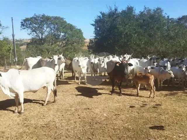Imagem 15: Fazenda À Venda em Centro - Go