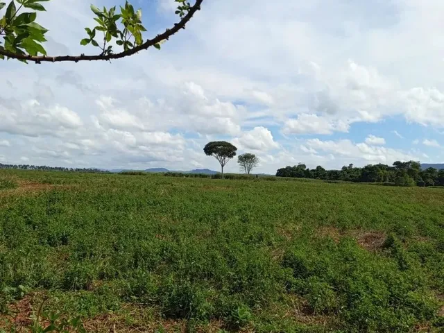 Imagem: Vendo Chácara 6 Alqueires Itaberaí/Go
