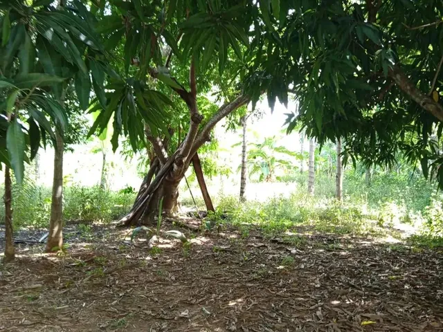 Imagem 2: Vendo Chácara 6 Alqueires Itaberaí/Go