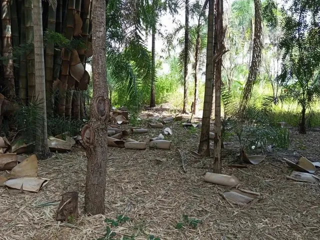 Imagem 4: Vendo Chácara 6 Alqueires Itaberaí/Go