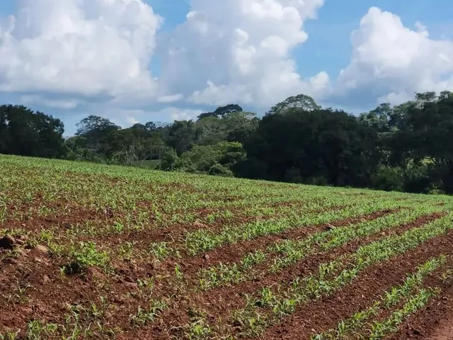 Imagem 12: Fazenda a Venda, em Uruana - Goiás