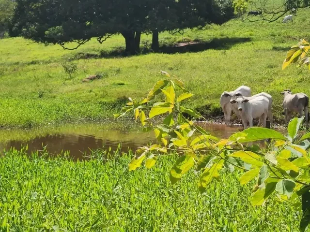 Imagem 3: Fazenda a Venda, em Uruana - Goiás