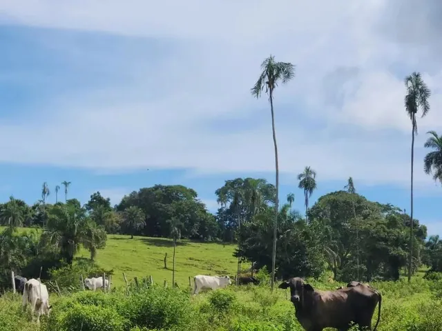 Imagem 16: Fazenda a Venda, em Uruana - Goiás