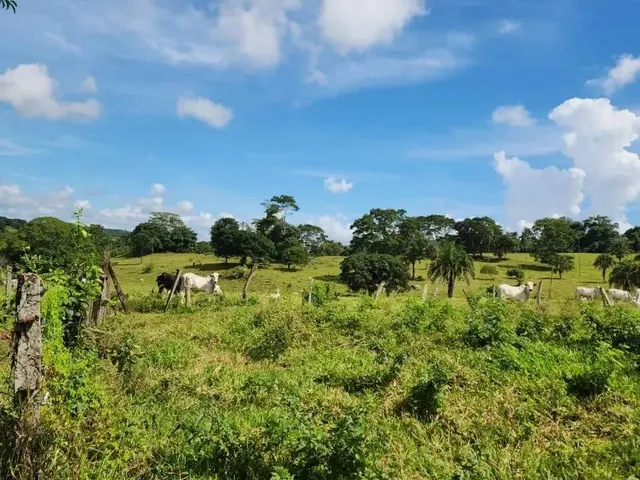 Imagem 11: Fazenda a Venda, em Uruana - Goiás
