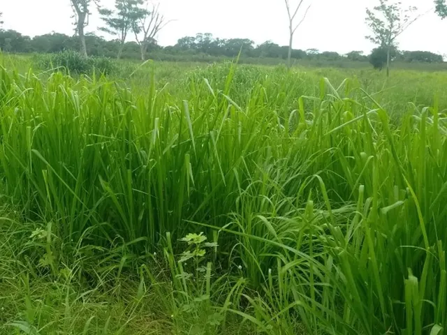 Imagem: Vendo Propriedade Rural
