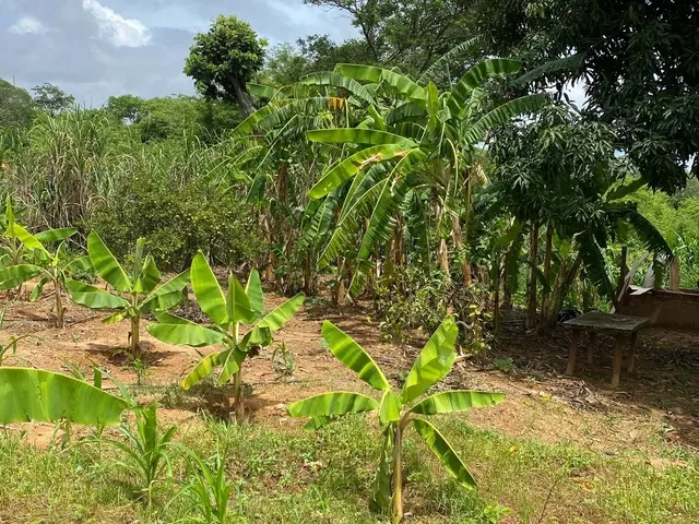 Imagem 3: Lindo Sítio a Venda