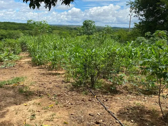 Imagem 7: Lindo Sítio a Venda