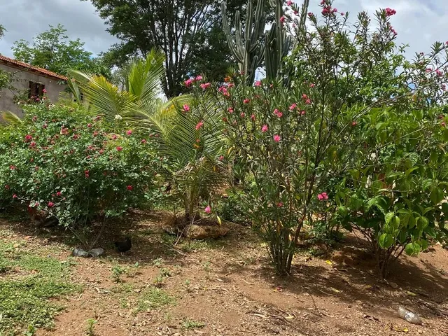 Imagem 9: Lindo Sítio a Venda