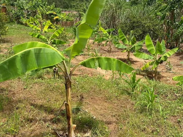 Imagem 12: Lindo Sítio a Venda