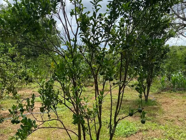 Imagem 14: Lindo Sítio a Venda