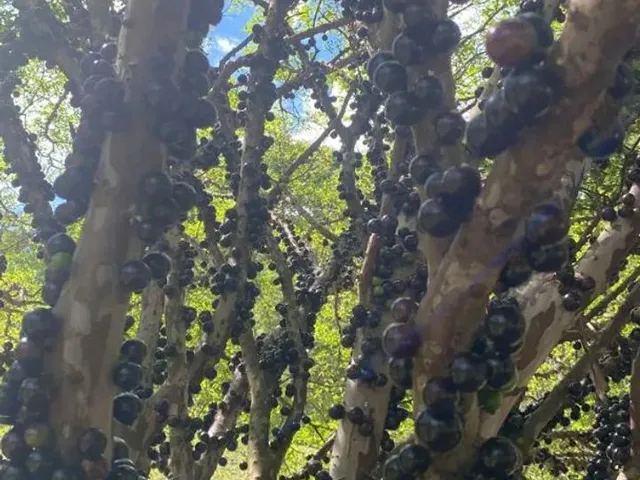 Imagem 8: Vendo Sítio na Quintas da Serra em Caeté Próximo a Serra da Piedade