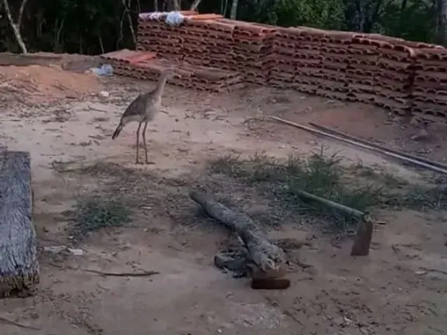 Imagem 4: Terreno em Taquaracu de Minas