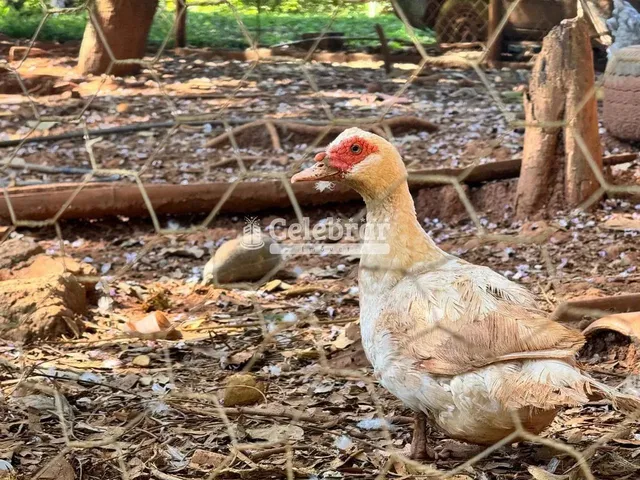 Imagem 16: Sítio / Chácara para Venda em Igarapé, Vale dos Ingas, 7 Dormitórios, 1 Suíte, 4