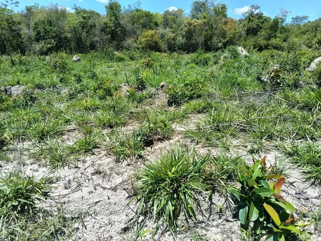 Imagem 8: Ótima Chácara Chácara com venda por R$70.000