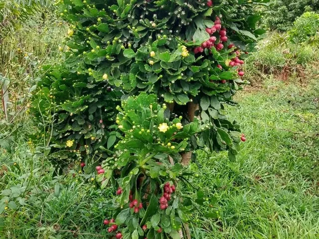 Imagem 3: Terreno de 1.000 M. 2 Km Asfalto
