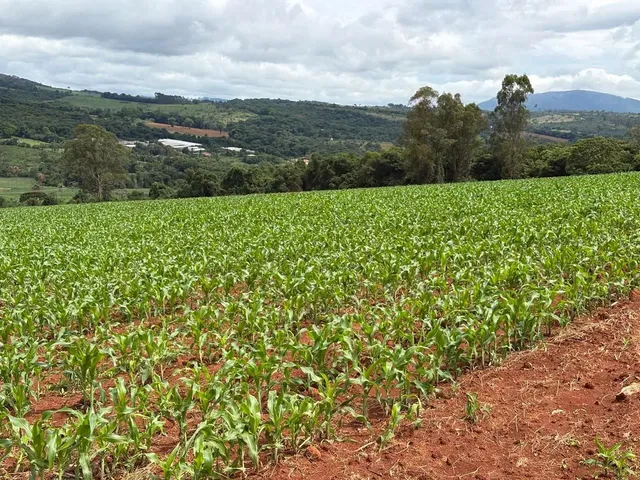 Imagem 2: Terreno 2Hc Serra Azul Igarapé/Mateus Leme
