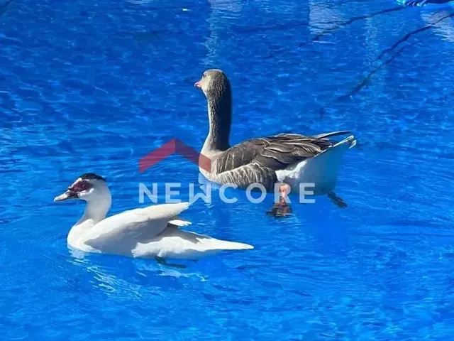 Imagem 5: Sítio em Residencial Duas Lagoas - Centro - Baldim/Mg