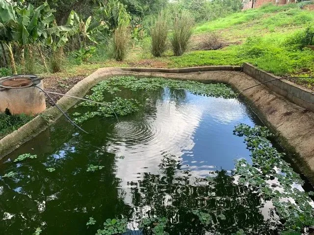 Imagem 6: Sito 20.00M² Excelente Casa Nova, Criatório de Peixe, Arvores Frutíferas