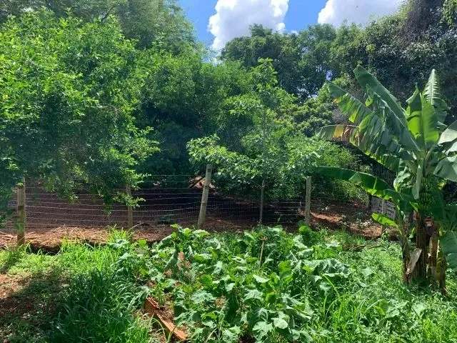 Imagem 7: Sito 20.00M² Excelente Casa Nova, Criatório de Peixe, Arvores Frutíferas