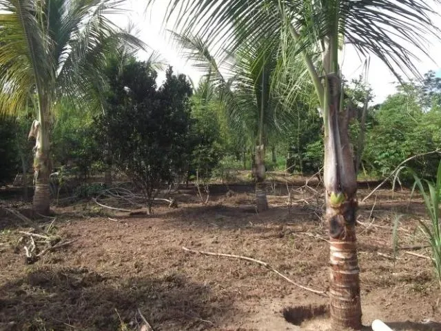 Imagem 3: Oportunidade de Adquirir Seu Sitio em Meio À Natureza, Baldim (Temos Varias Opções)