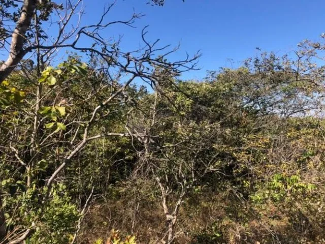 Imagem 10: Grande Oportunidade em São Jose do Almeida, Chácara de 10.000 M² (Temos Varias