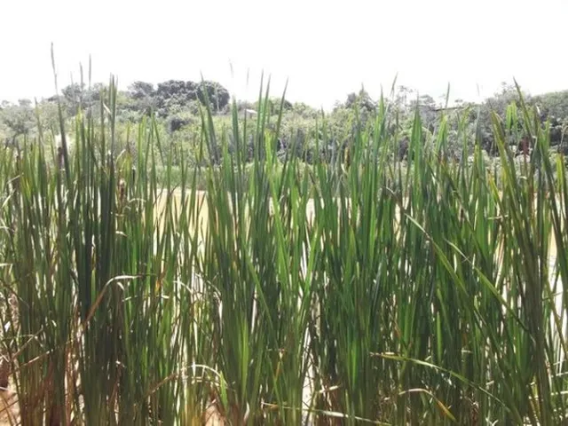 Imagem 7: Pertinho da Serra do Cipó, Maravilhoso Sitio de 4.500M²(Temos Varias Opções)