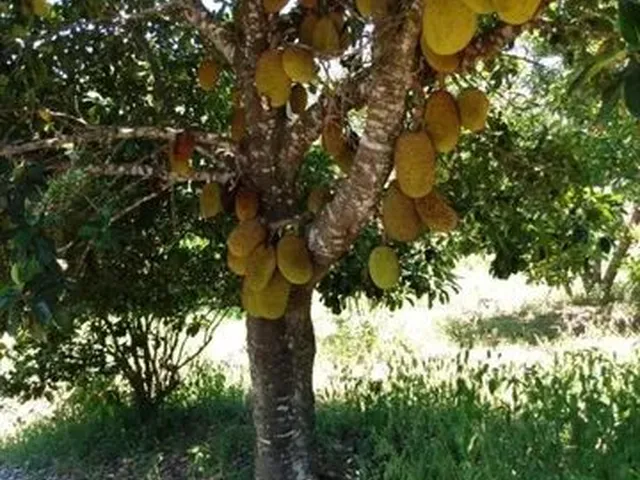 Imagem 9: Terreno 9 Ha com Casa e Um Espaço Gourmet Externo, Jaboticatubas(Temos Várias Opções)