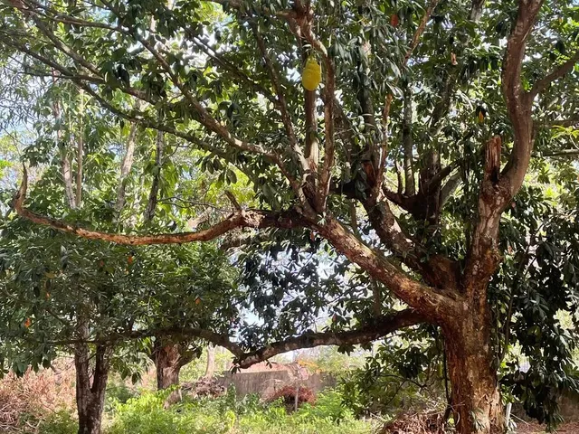 Imagem 2: Sb- Vendo Sítio, na Maiobinha