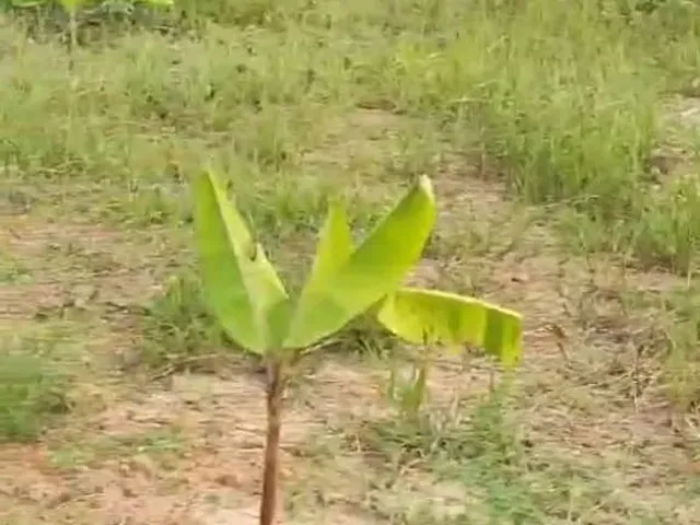 Imagem: Vendo Ou Troco Terreno