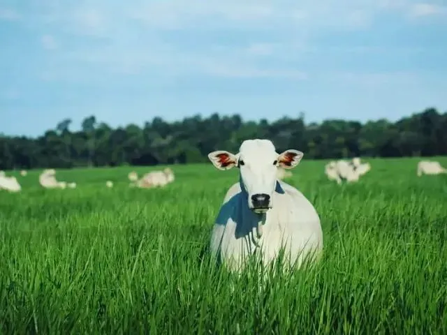 Imagem: Preciso Alugar Ou Arrendar Fazenda para
