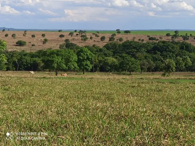 Imagem: Fazenda 113 Alqueires Plantando 50 Alqueires