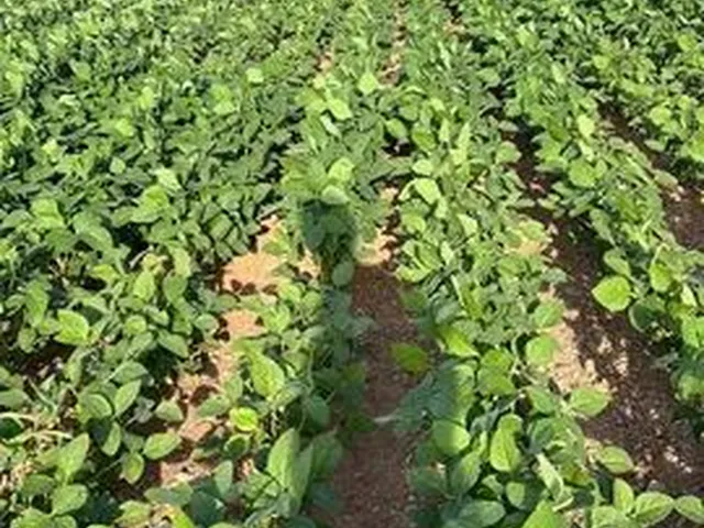 Imagem: Fazenda de 479 Alq em Ipameri-Go