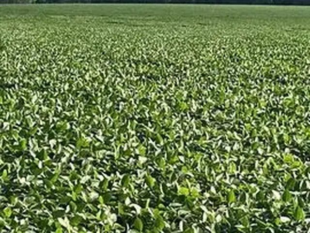 Imagem 5: Fazenda de 479 Alq em Ipameri-Go