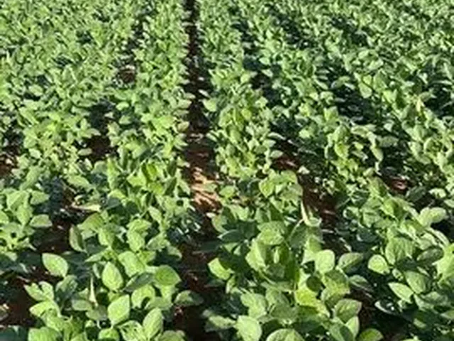 Imagem 4: Fazenda de 479 Alq em Ipameri-Go