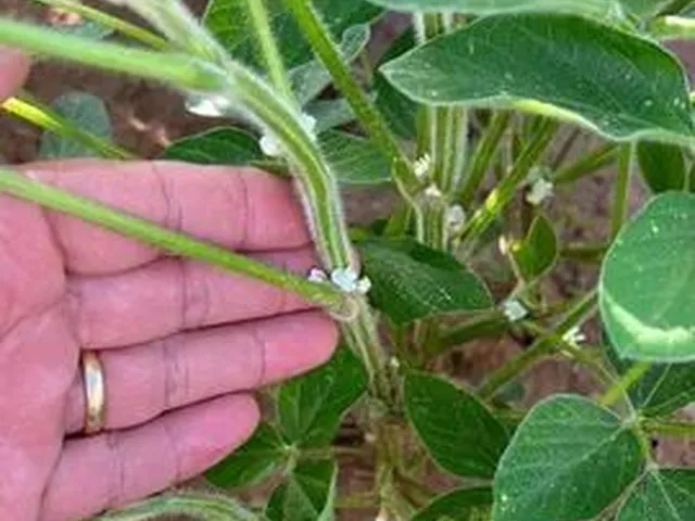 Imagem 3: Fazenda de 479 Alq em Ipameri-Go